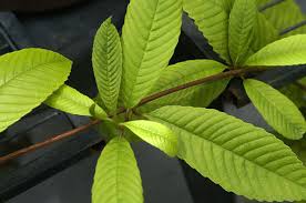 Image result for Tetracera