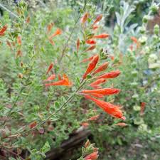 Image result for Turbina longiflora