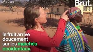 Connaissez Vous Vraiment Les Vertus Du Pain De Singe Le Fruit Du Baobab