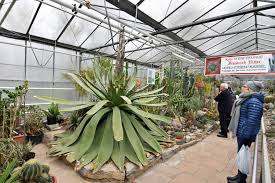 Juni 2021 elvis im park. Kassel De Die Agave Im Botanischen Garten Kassel Regt Facebook