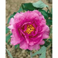 Check spelling or type a new query. Paeonia Suffr Shimadaijin Pflanzen Fur Dich De 22 94