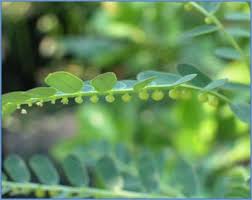 Image result for Phyllanthus polyanthus