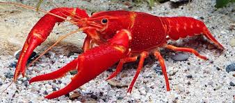 Hal ini diperlukan karena untuk menjaga kadar kalsium sebagai pembentukan cangkang lobster air tawar. Update Harga Lobster Air Tawar Untuk Ternak Dan Konsumsi Daftar Harga Tarif