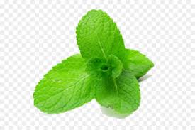 mint leaf mint leaf
