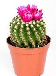 Here's the short answer for how often to water a cactus: 20 Wedding Invite And Imagery Inspo Ideas Cactus Plants Cactus Imagery