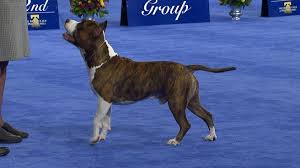 Susan collins both pushed back against lee, who said americans didn't need separate but equal museums. National Dog Show American Staffordshire Terrier 2017 Terrier Group Nbc Sports