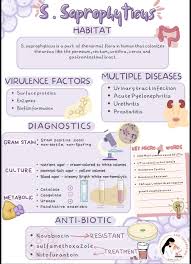 Image result for Staphylococcus Saprophyticus