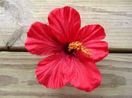 Red Hibiscus Flower Hair Clip Or Pin Etsy Flowers In Hair Hibiscus Flowers Flower Hair Clips