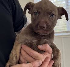 Plott Hound Adoption in Texas: Plott Hound Puppies for Sale in Texas