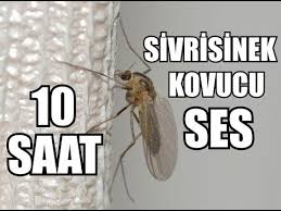 Sivrisinek Kovucu Ses 10 Saat Super Etkili Youtube
