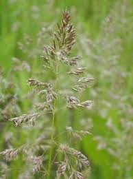Fertilization is a great way of keeping your grass energetically alive and well. Kentucky Bluegrass Wiese Felder