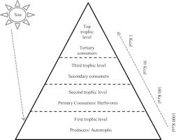 Therefore, in this case the food chain is often defined as a process of moving food energy that moves linearly from the producer organism to the top consumer. Food Chain An Overview Sciencedirect Topics