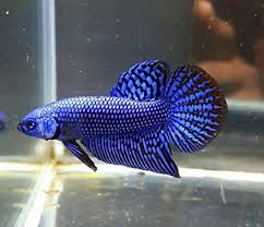 Blue Mahancai Wild Betta Betta Fish Betta Betta Fish Types
