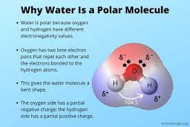 Why water is a polar solvent. Why Is Water A Polar Molecule