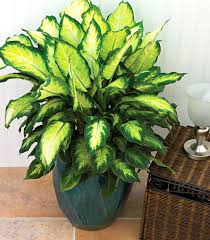 Dieffenbachia Better Homes Gardens