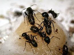 Are Ants In The Vegetable Garden A Bad Thing Veggie Gardener