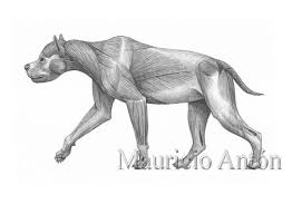 Sabertooth S Bane Introducing Dinocrocuta Prehistoric Animals Sabertooth Like Animals