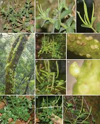 Image result for Peperomia fernandopoiana