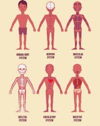 Find vectors of human body. Vector Human Body Organ System Free Vector Download 5 800 Free Vector For Commercial Use Format Ai Eps Cdr Svg Vector Illustration Graphic Art Design