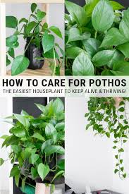 How To Care For Pothos Golden Pothos Plant Care Instructions Pothos Plant Care Golden Pothos Plant Plants