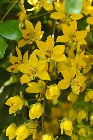 Image result for Cassia burttii