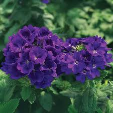 Image result for Verbena × teasii