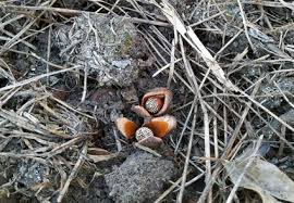 Image result for Hydnoraceae