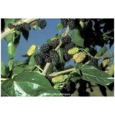 Image result for Morus indica