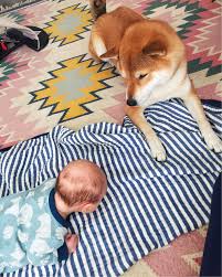 Check spelling or type a new query. How To Introduce Dog To Baby The Fox She Modern Motherhood Blog