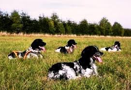 Image result for Velký münsterlandský ohař