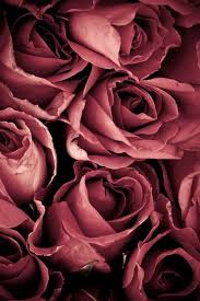 Sfondi partecipazioni rose in rilievo : 8 Idee Su Rose Sfondi Per Iphone Sfondi Floreali Sfondi Iphone