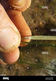 Image result for Loudetia simplex