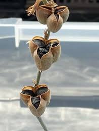 Image result for Dipcadi