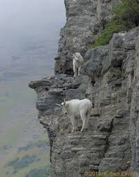 Mountain Goats Photo Glacier Park Photo Gallery Mountain Goat Goats Animals Wild