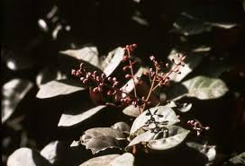 Image result for Sorindeia juglandifolia