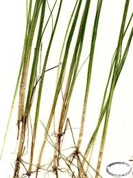 Image result for Schoenoplectiella juncea