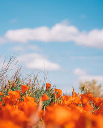 The flowers themselves tend to be fickle with too much rain hurting them and to little rain stunting their growth. Super Bloom 2019 In Antelope Valley California Usa Madeline Lu