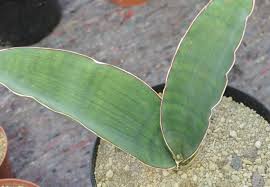 Image result for Sansevieria dawei