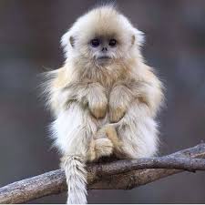 https www facebook com 1mpics photos pcb 774426819320937 774424952654457 type 1 hayvan resimleri sevimli hayvan yavrulari hayvan