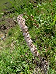 Image result for Holothrix villosa