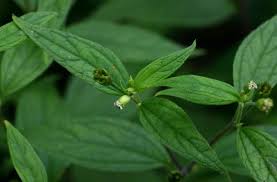 Image result for Blainvillea gayana