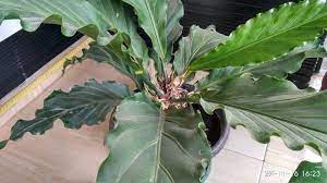 Daftar nama bunga, gambar bunga cantik, indah, unik, dan langka, lengkap dengan penjelasannya. Klasifikasi Bunga Gelombang Cinta Anthurium Seo Kilat