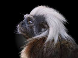 Image result for Monotes elegans