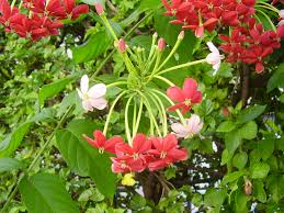 Image result for Combretum engleri