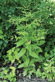 We did not find results for: Fight These Common Garden Weeds Garden Gate