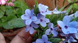 Image result for Eranthemum pulchellum