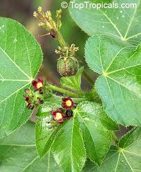 Image result for Jatropha gossypiifolia