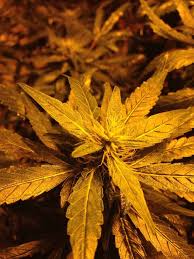 On occasion a slow outdoor fan may be due to a fan blade that is not secured to the fan motor shaft. Single Blade Leaves In Flower Grasscity Forums The 1 Marijuana Community Online
