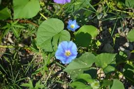 Image result for Ipomoea parasitica