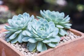 You can group multiple succulents together for a magnificent looking window box. Plant A Spectacular Succulent Window Box Succulent Care Repotme